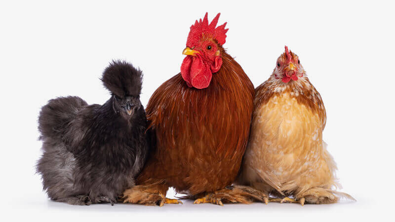 hoevekip, uitloop, vrije uitloop, label rouge, bio, duurzaam